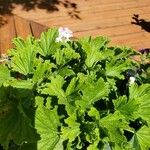 Pelargonium citronellum Blad