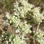 Teucrium capitatum Flower