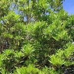 Breonadia salicina Leaf