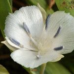Calochortus minimus Kwiat