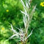 Arrhenatherum elatius Fula
