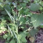 Poa trivialis Fruit