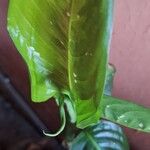 Dieffenbachia oerstedii Liść