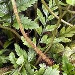 Polystichum luctuosum Écorce