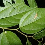 Celtis iguanaea List