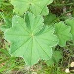 Alchemilla subcrenata Feuille