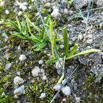 Ophioglossum lusitanicum Hábitos