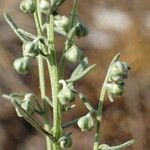 Artemisia alba Цвят