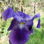 Iris × germanica Blomma