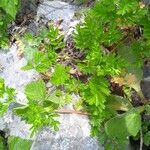 Potentilla supina Folha