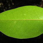 Heisteria ovata Leaf