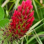 Trifolium incarnatum Blomst