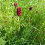 Sanguisorba officinalisЦвят