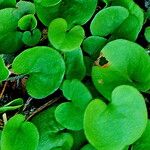 Dichondra carolinensisFeuille