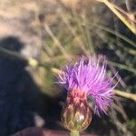 Cheirolophus intybaceus 花