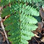 Dryopteris carthusiana Leaf