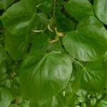 Tilia × euchlora Folla