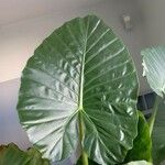 Alocasia macrorrhizos Листок