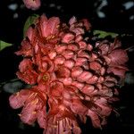 Brownea grandiceps Çiçek