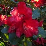 Rhododendron thomsonii Flor