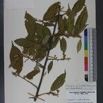 Elaeagnus caudata Arall