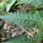 Microlepia speluncae Leaf