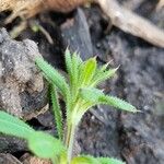 Galium verrucosum Blad