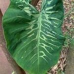 Colocasia esculenta葉