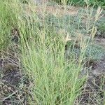 Dichanthium annulatum Habit