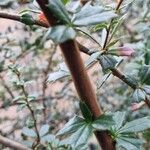 Berberis darwinii Bark