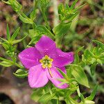 Sabatia campestris Virág