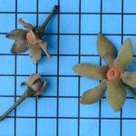 Guatteria australis Flower