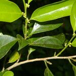 Casearia coronata 葉