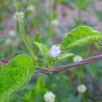 Jacquemontia tamnifolia Blüte