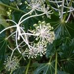 Fatsia japonica Fruit