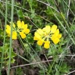 Coronilla minimaCvet