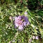 Phacelia tanacetifoliaFlower