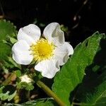 Fragaria x ananassa Flower