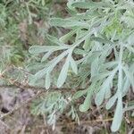 Artemisia thuscula Leaf