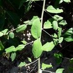 Dalbergia ecastaphyllum Leaf