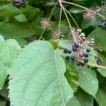 Aralia californica Owoc