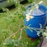 Moringa oleifera Λουλούδι