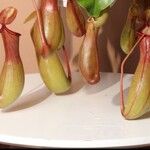 Nepenthes spp. Flower