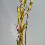 Hygrophila senegalensis Leaf