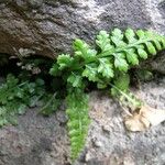 Asplenium foreziense Costuma