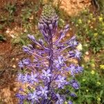 Scilla hyacinthoides Floare