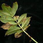 Rodgersia nepalensis Habit