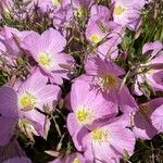 Oenothera speciosaBlomma