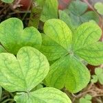 Oxalis debilis Blatt