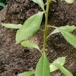 Myrica faya Leaf